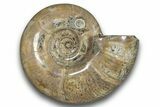 Polished Ammonite (Argonauticeras) Fossil - Madagascar #246197-1